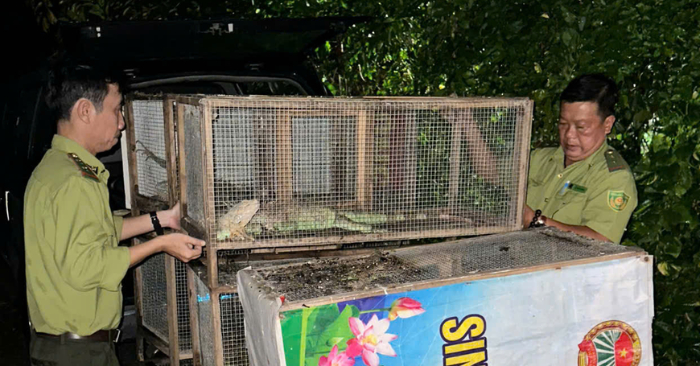 Rồng Nam Mỹ bị phát hiện nuôi nhốt trái phép tại TPHCM
