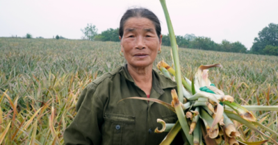 Hàng trăm héc-ta dứa ở phường Quang Trung (Thanh Hóa) chết hàng loạt sau mưa lớn