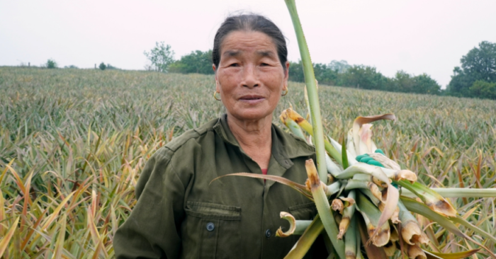 Hàng trăm héc-ta dứa ở phường Quang Trung (Thanh Hóa) chết hàng loạt sau mưa lớn
