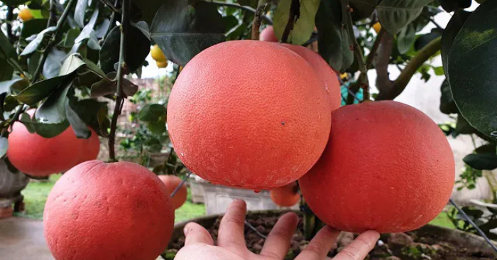 Bưởi đỏ hữu cơ tiến vua giá triệu đồng dịp Tết
