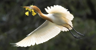 Chơi chim cảnh và rủi ro pháp lý cần biết