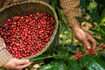 Bản tin nông sản hôm nay (7/12): Giá cà phê tiếp tục tăng mạnh