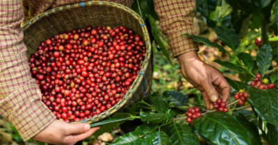 Bản tin nông sản hôm nay (7/12): Giá cà phê tiếp tục tăng mạnh