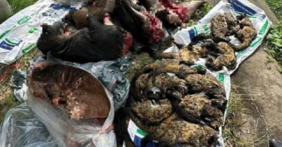 Phát hiện xe khách chở số lượng lớn thịt nghi động vật hoang dã qua hầm Hải Vân