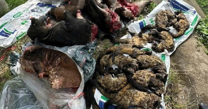 Phát hiện xe khách chở số lượng lớn thịt nghi động vật hoang dã qua hầm Hải Vân