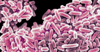 Báo động ngộ độc thực phẩm và nguy với vi khuẩn Salmonella