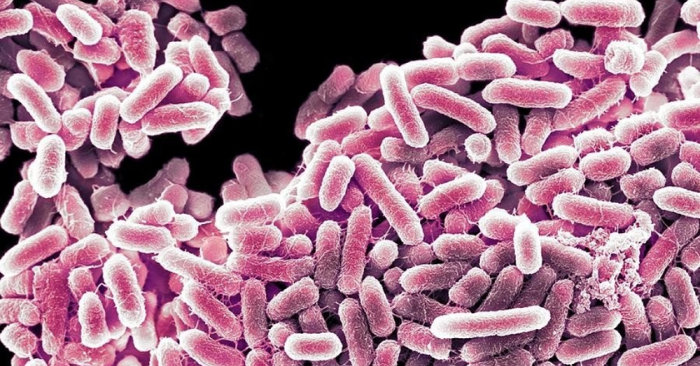 vi khuẩn Salmonella