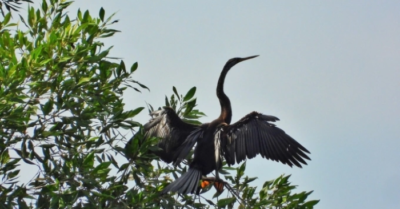 Chim cổ rắn quý hiếm xuất hiện ở khu Phú Mỹ Hưng