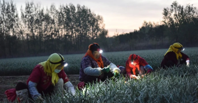 Trung Quốc: Ruộng đồng thành chiến tuyến khi nông dân Quảng Tây phản kháng cưỡng chế