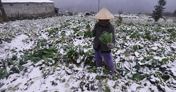 Trung Quốc chao đảo khi giá rau leo thang và Quảng Châu suy kiệt việc làm