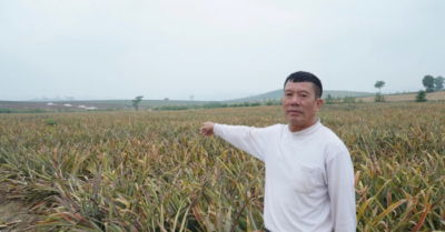 Dứa xanh tốt bất ngờ héo rũ, nông dân Thanh Hóa lâm cảnh trắng tay