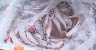 Hải sản “ngậm” formol: Vì sao rất khó nhận biết bằng mắt thường?