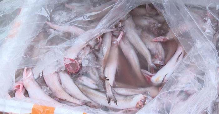 Hải sản “ngậm” formol: Vì sao rất khó nhận biết bằng mắt thường?