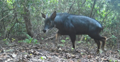 Đề xuất thành lập khu bảo tồn tại Ninh Bình để bảo vệ sơn dương