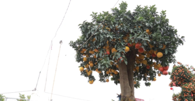 Gốc bưởi hơn 100 tuổi, sai 400 quả ở Hưng Yên khiến người xem choáng ngợp