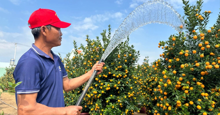 Quất cảnh Hội An: Sôi động mùa kinh doanh Tết Bính Ngọ 2026