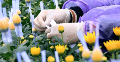 Vùng trồng hoa Đông Cương tại Thanh Hóa tập trung chuẩn bị nguồn cung cho thị trường Tết Nguyên đán