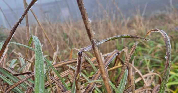 Băng giá xuất hiện trên đỉnh Mẫu Sơn khi nhiệt độ xuống 0,3 độ C