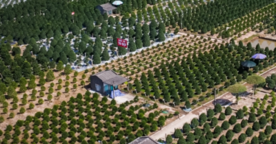 Cây quất tam đa hơn 10 năm tuổi được thuê 30 triệu đồng chơi Tết