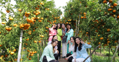 Vườn quýt hồng trĩu quả thành điểm check-in hot ở Cần Thơ