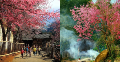 Hoa anh đào nở rộ nơi phên dậu Tổ quốc: Bản làng Kỳ Sơn hóa “thung lũng hồng” cuối năm