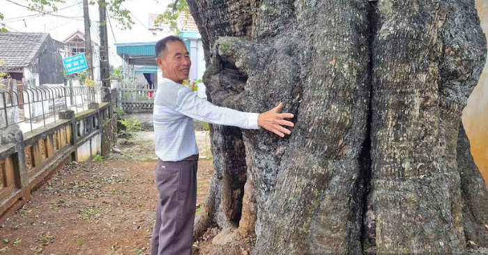 Cây thị cổ thụ Ninh Bình là báu vật làng Xuân Vũ