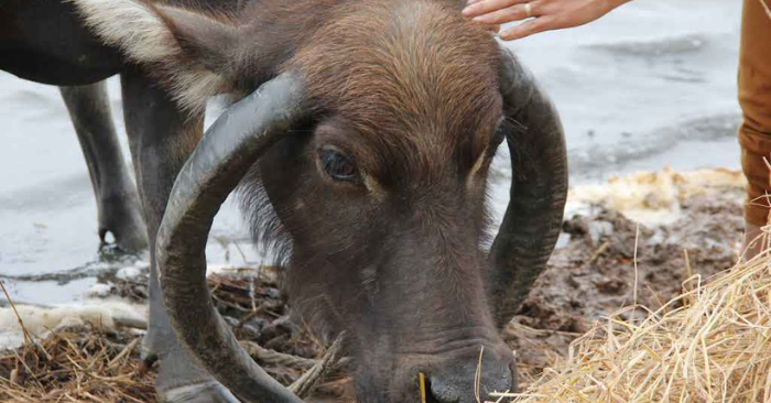 Con trâu sừng mọc ngược hiếm gặp ở Đà Nẵng