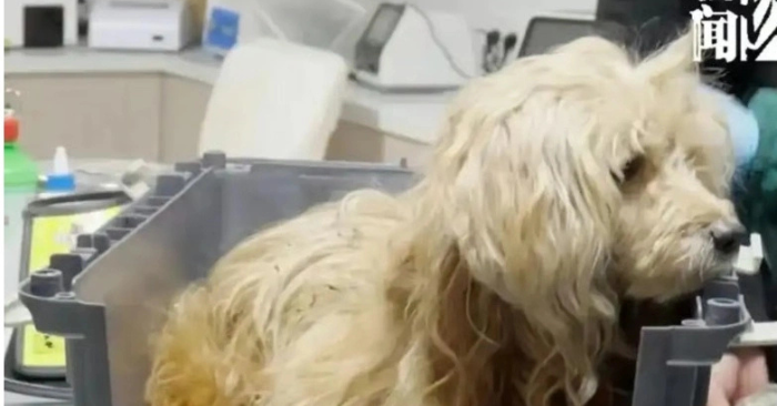 Chú chó nhịn ăn chờ chủ qua đời gây xúc động