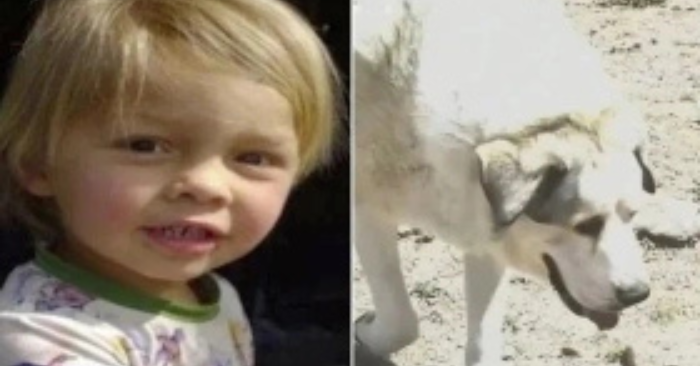 Chú chó nhịn ăn chờ chủ qua đời gây xúc động