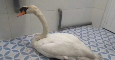 Trộm thiên nga trắng Thảo Cầm Viên gây xôn xao