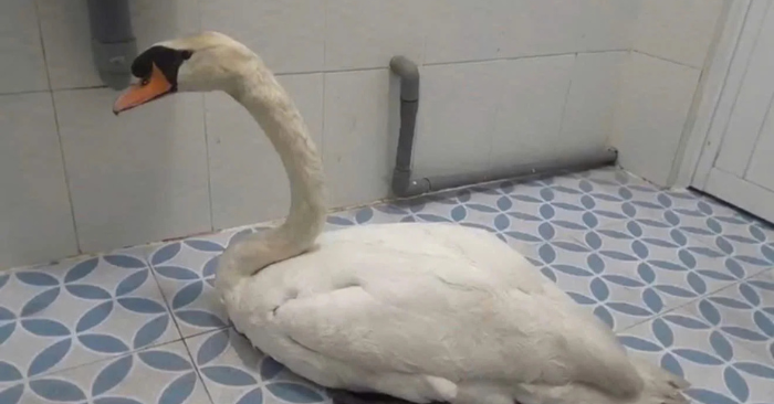 Trộm thiên nga trắng Thảo Cầm Viên gây xôn xao