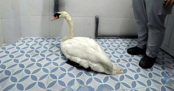 Trộm thiên nga trắng Thảo Cầm Viên gây xôn xao