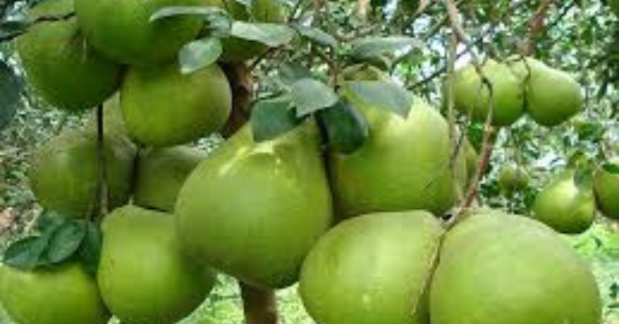 Bưởi Giảm Cân Có Thay Được Rau Không?