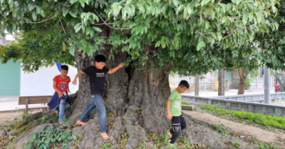 Cây thị cổ thụ Ninh Bình là báu vật làng Xuân Vũ