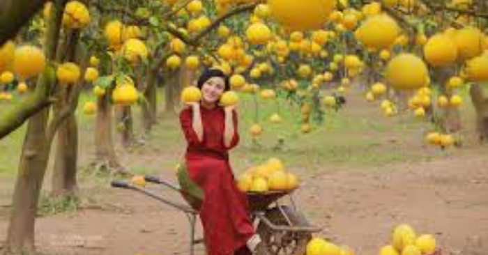 Bưởi Diễn giá rẻ tràn vỉa hè Hà Nội