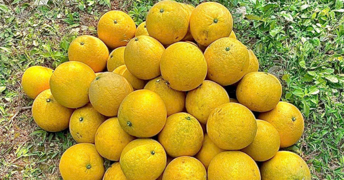 Bưởi Diễn giá rẻ tràn vỉa hè Hà Nội