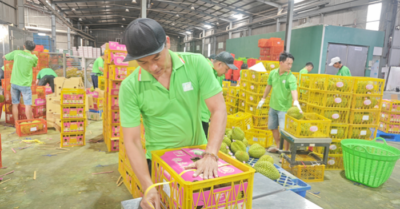 Việt Nam áp sát ngôi vương xuất khẩu sầu riêng vào Trung Quốc