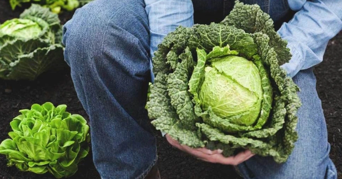 rau quả ít thuốc trừ sâu