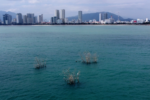 Thông tin về 3 bụi tre “mọc” giữa biển Nha Trang gây tò mò