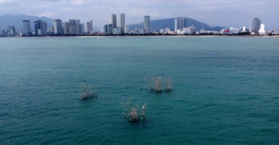Thông tin về 3 bụi tre “mọc” giữa biển Nha Trang gây tò mò