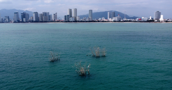 3 bụi tre “mọc” giữa biển