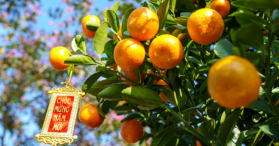 Sắc vàng hồi sinh nơi “thủ phủ” quất cảnh Hội An sau mưa lũ lịch sử