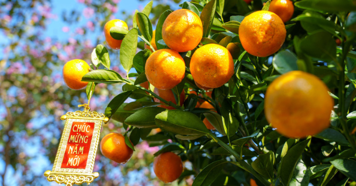 quất cảnh Hội An