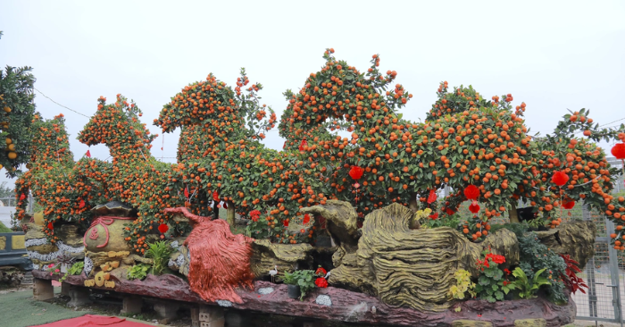 Đàn ngựa quýt cổ ở Hưng Yên