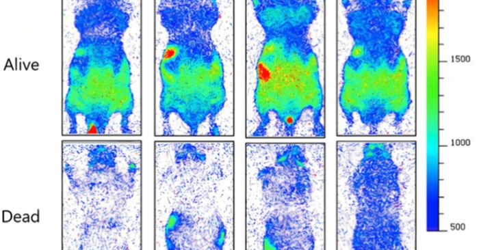 Con người phát sáng thật sự tồn tại, khoa học phát hiện ánh sáng biến mất sau khi chết