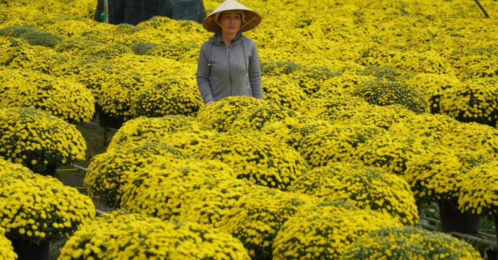 Cúc mâm xôi nở sớm: Nhà vườn Chợ Lách lo lỗ nặng