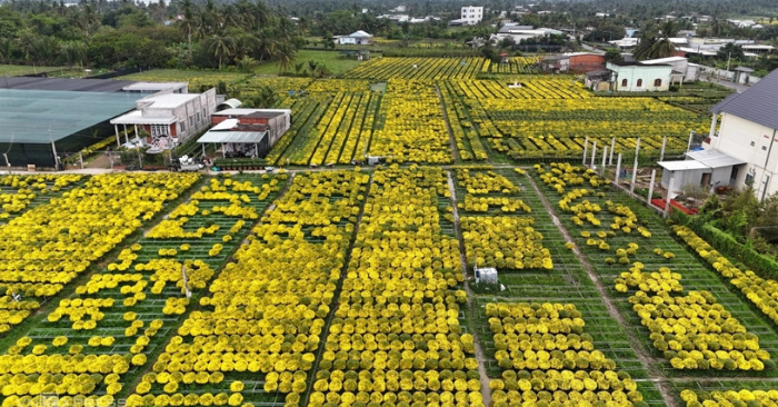 Cúc mâm xôi nở sớm: Nhà vườn Chợ Lách lo lỗ nặng