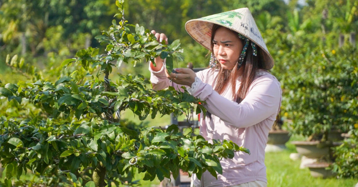 Nữ chủ vườn mai thu hơn 300 triệu đồng mỗi tháng nhờ livestream bán hoa Tết