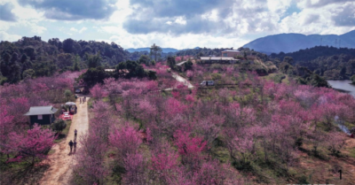 Điện Biên: Sắc xuân bừng sáng trên đảo hoa anh đào Pá Khoang