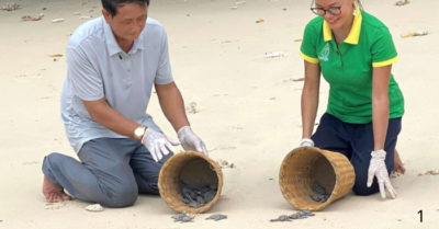 “Bà đỡ” của các mẹ rùa giữa biển trời Côn Đảo